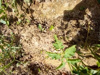 Crop Disease Detection project thumbnail