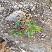 plant detection project thumbnail