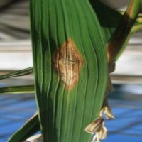 rice leaf disease detection Classification Model by ASher