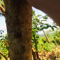 cinnamon bark disease project thumbnail