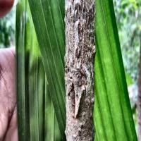 cinnamon bark isolation project thumbnail