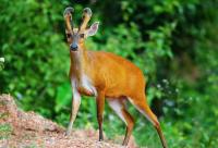 KhaoYai_Wildlife_Detection project thumbnail