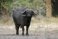 African Wildlife Pro project thumbnail