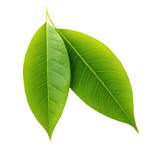 Leaf Detection project thumbnail