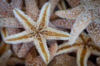 Starfish project thumbnail