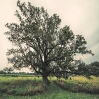 Tree detect project thumbnail