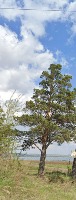 Tree and transmission line _R01 project thumbnail