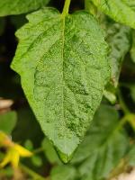 HealthyLeaves project thumbnail
