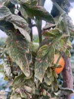 DiseasedPlants project thumbnail