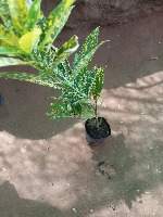 First_Croton project thumbnail