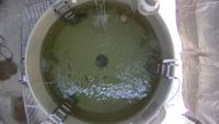 fish-top-20260610 project thumbnail