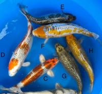 KOI_DATASET project thumbnail