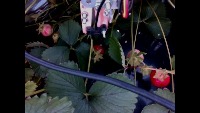strawberry detection project thumbnail