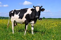 Cow Face Detection project thumbnail