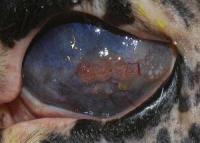 Cattle-Eye-Disease project thumbnail