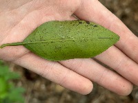114-plant-classification project thumbnail
