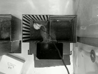 Mouse_PoseEstimate_Part2 project thumbnail