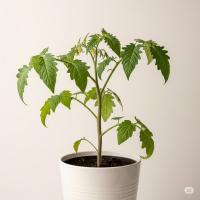 Plant-1000 project thumbnail