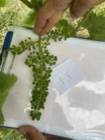 Grapevine Project project thumbnail