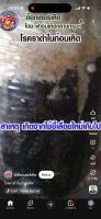mushroom project project thumbnail