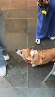 PupPals project thumbnail