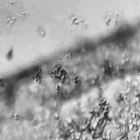 stomata3 project thumbnail