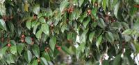 Tree Species project thumbnail