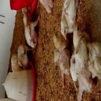 Sick poultry project thumbnail