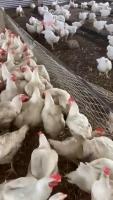 Chicks Stream project thumbnail