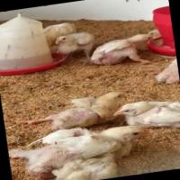 Chicks project thumbnail
