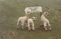 alpacas project thumbnail