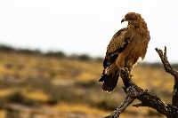 hawk project thumbnail