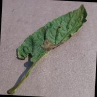 Late Blight Detection project thumbnail