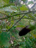 Eggplant EFSB Detection Prototype project thumbnail
