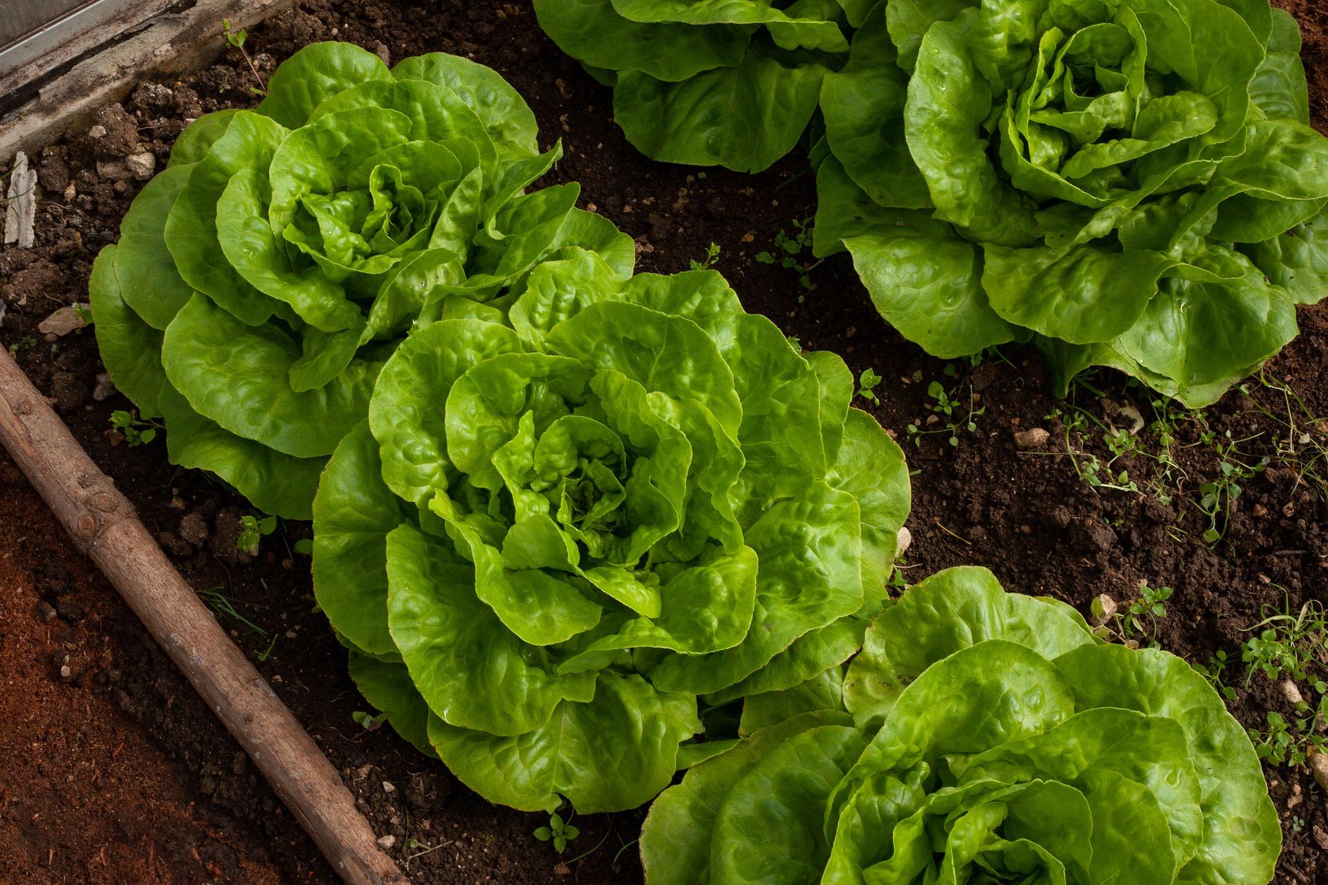 Juicy lettuce ripening on the compost bin in a lush garden setting — a symbol of healthy, sun-powered vegetable gardening