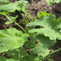 plant disease project thumbnail