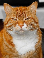 Judgemental Cats project thumbnail