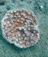 Coral species classification project thumbnail