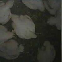 broiler chicken project thumbnail