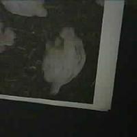 broiler detection project thumbnail