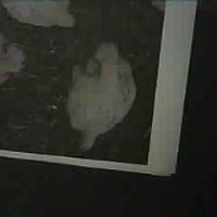 broiler project thumbnail