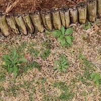 Weeds project thumbnail