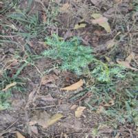 WeedCrop Test project thumbnail
