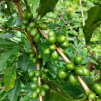coffee cherry project thumbnail