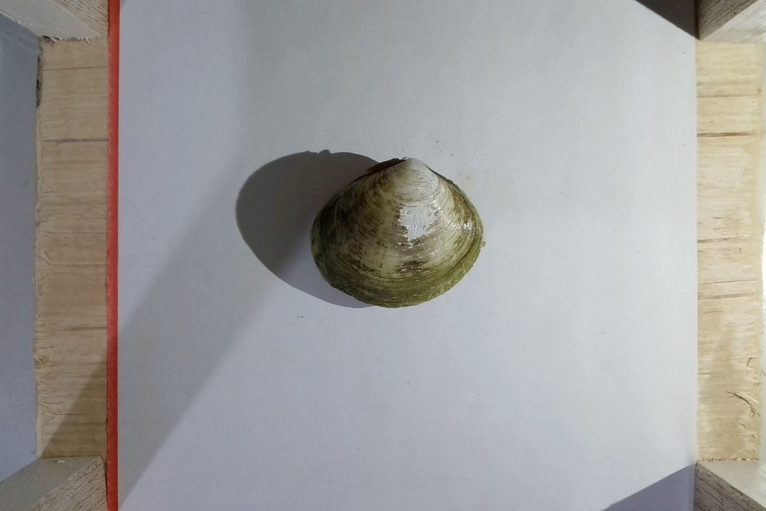 Detect Clam Clam Object Detection Dataset by elisa-san-juan-onal