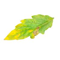 Tomato Disease Detection project thumbnail