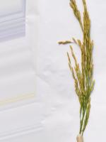 Rice Disease Detection project thumbnail