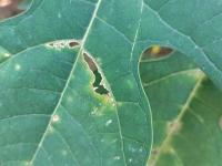 Papaya Disease Detection project thumbnail