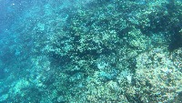 Starfish project thumbnail