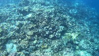 Starfish project thumbnail